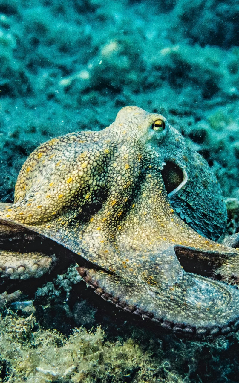 AI đang biến đổi quảng cáo trả phí